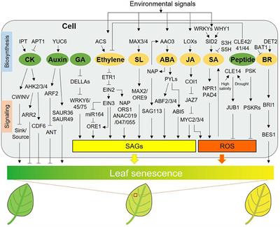 New Advances in the Regulation of Leaf Senescence by Classical and Peptide Hormones